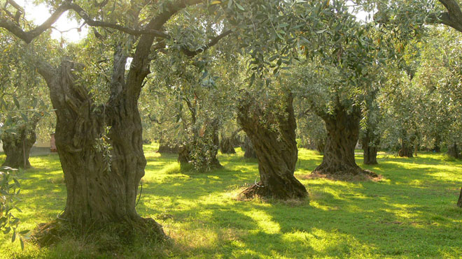 olive grove